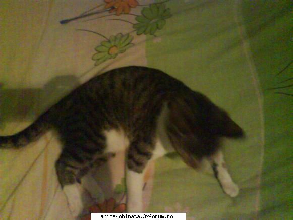 Cafenea - ..::spirit_evil::.. - Cafenea